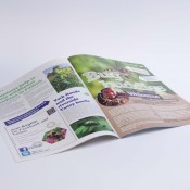 Bug Brochure